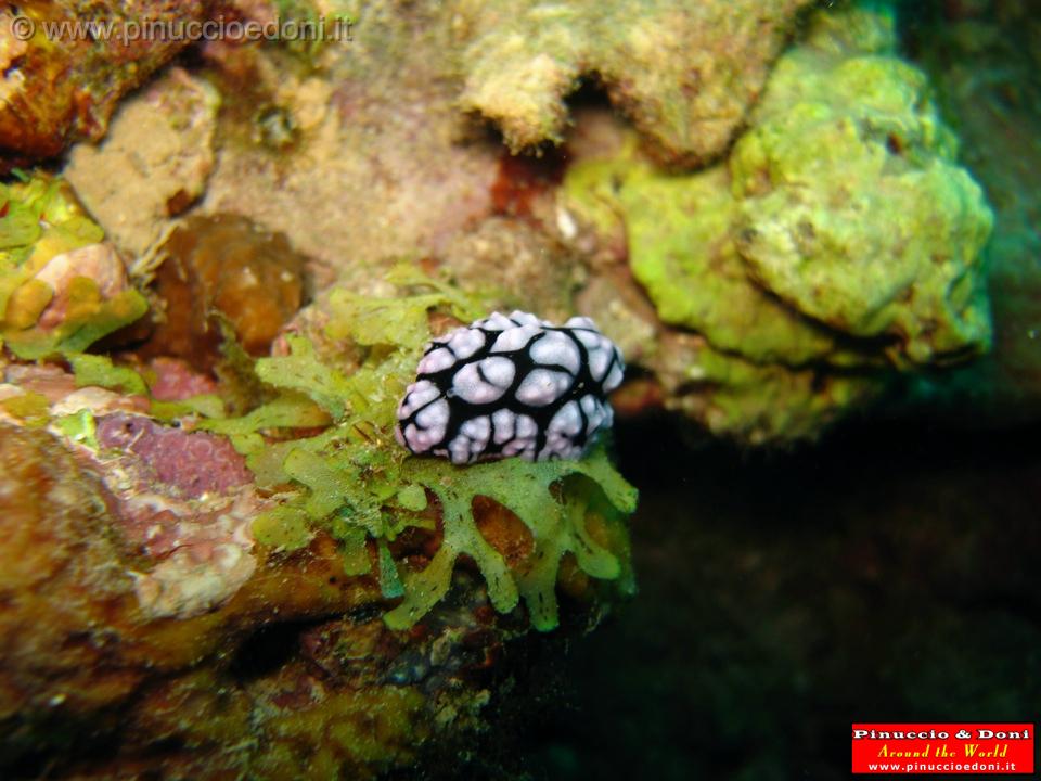 Djibouti - Diving a Djibouti - 29.jpg